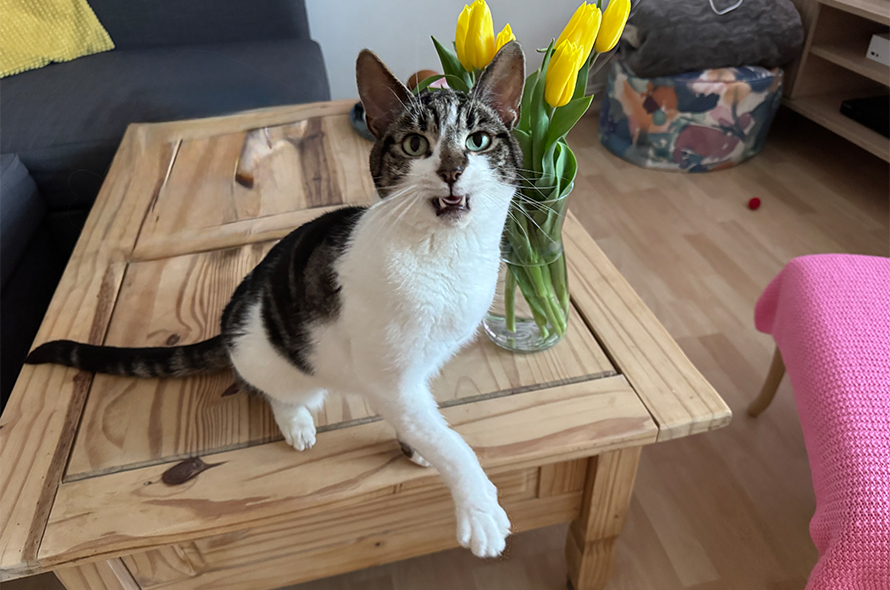 A cat sitting on a table next to a colourful vase filled with fresh flowers